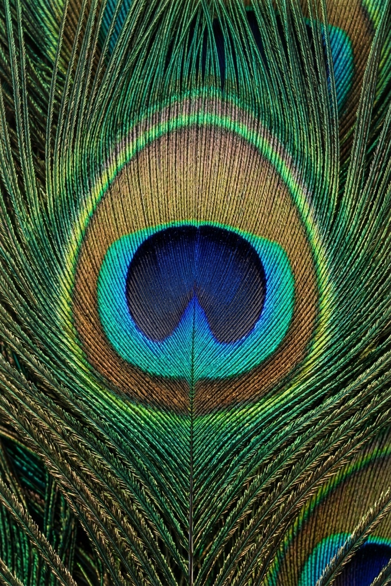 Emerald, teal and gold peacock feather